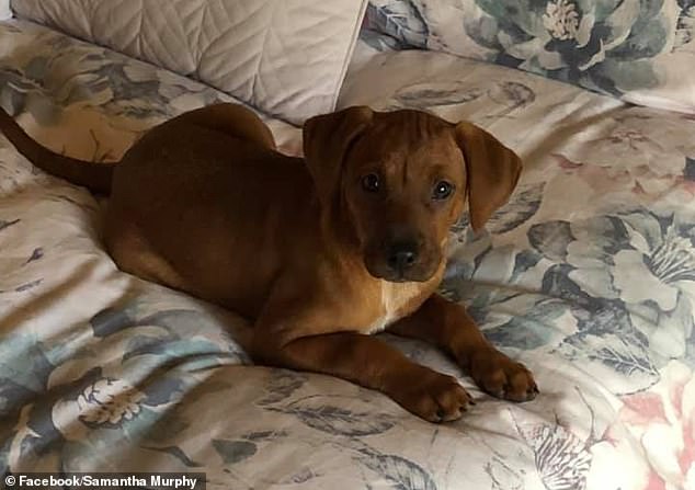 The family of missing mother Samantha Murphy has been dealt another cruel blow with the disappearance of her beloved dog Ruby (pictured).