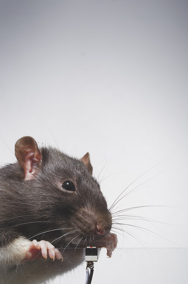 Say cheese Artist trained two rats to take selfies and