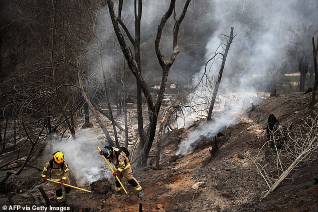 CHILE: Forest fires devastate the world in an unusually hot February