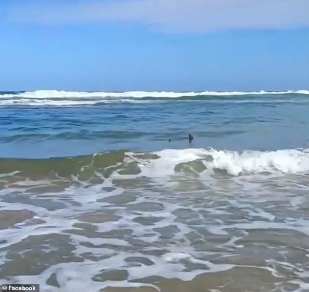 The dorsal fin of an unidentified shark was spotted in the shallow waters of a popular beach north of Coffs Harbour.