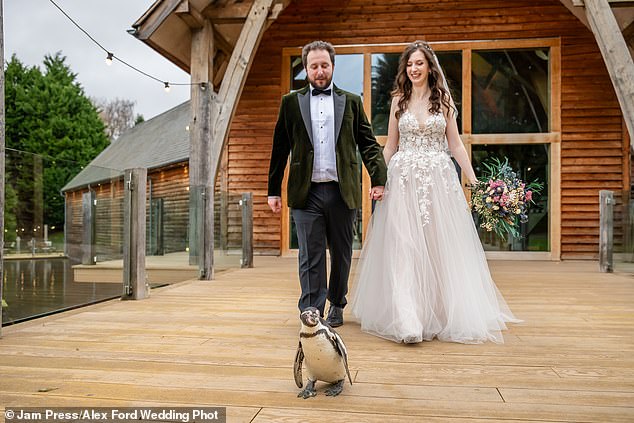 Pringle Humboldt walked down the aisle and made a surprise entrance during Jen and Tom Loveland's big day in Bridgnorth, Shropshire.