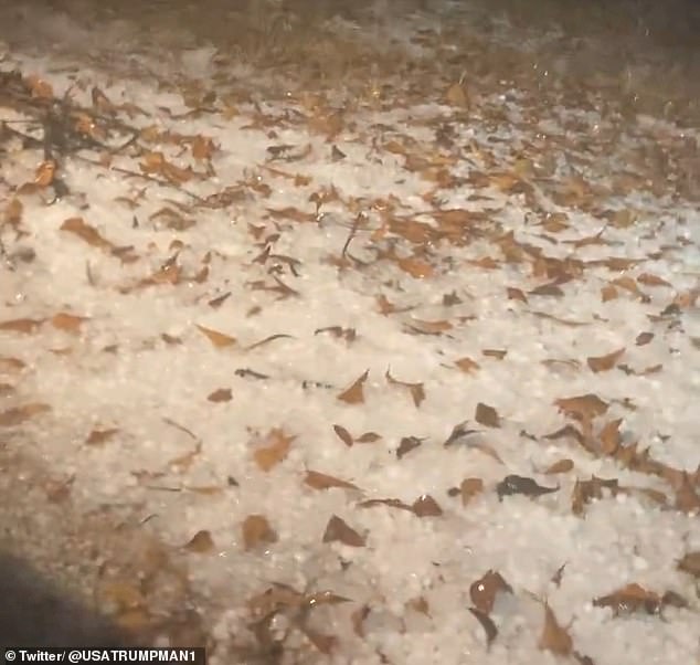 Pieces of hail seen on the ground, intertwined with brown leaves in Texas