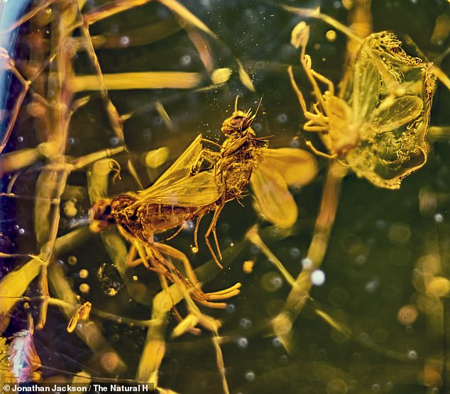 Two long-legged flies were mating when they were encased in sticky tree resin, which hardened and formed an amber color.  The stunning image of the affected insects has been revealed along with several others by the Natural History Museum to mark Valentine's Day.