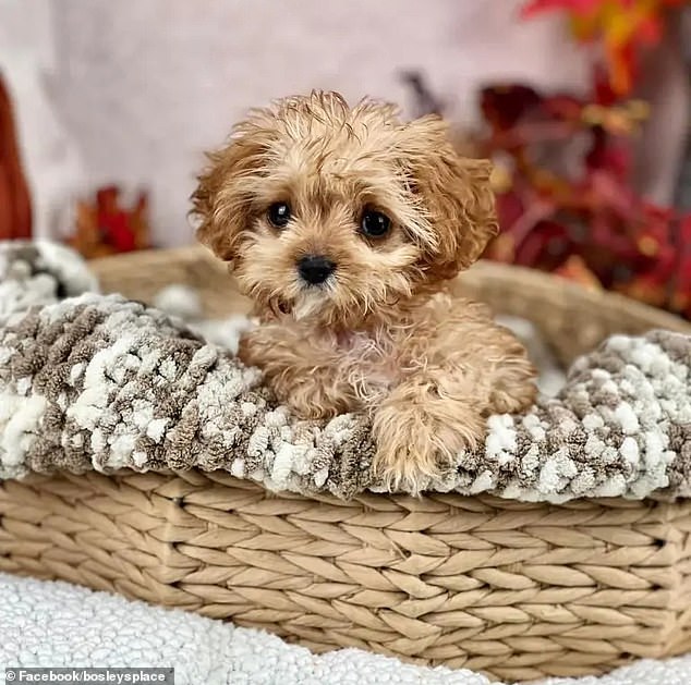Sweetpea, the little Cavapoo who captivated the world at the 2024 Puppy Bowl, dies weeks before having the chance to see herself on screen.