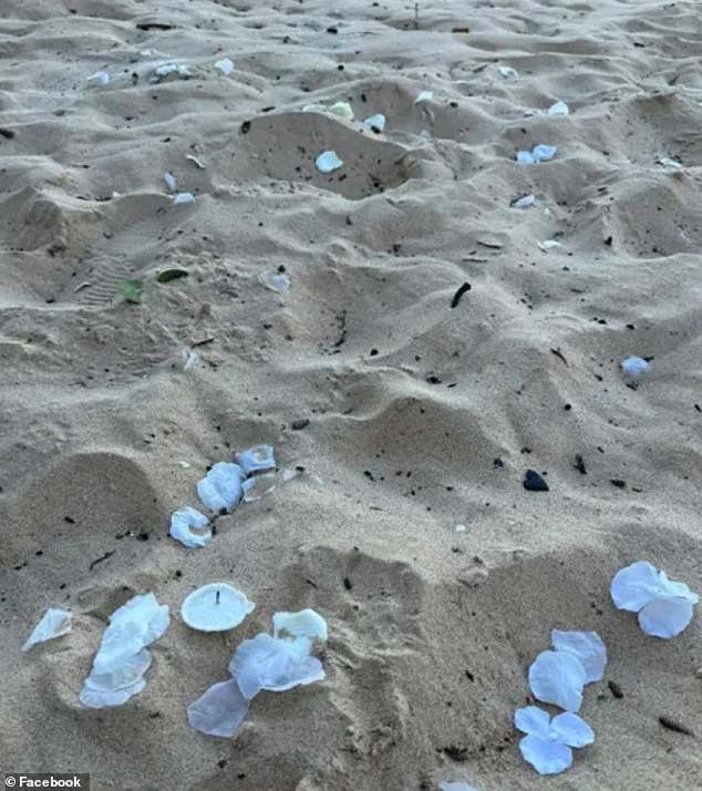 Plastic petals could remain in the environment for hundreds of years and kill large numbers of wildlife, including turtles.