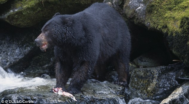 Black bears number about 30,000 in Oregon and are the most common bear in North America.