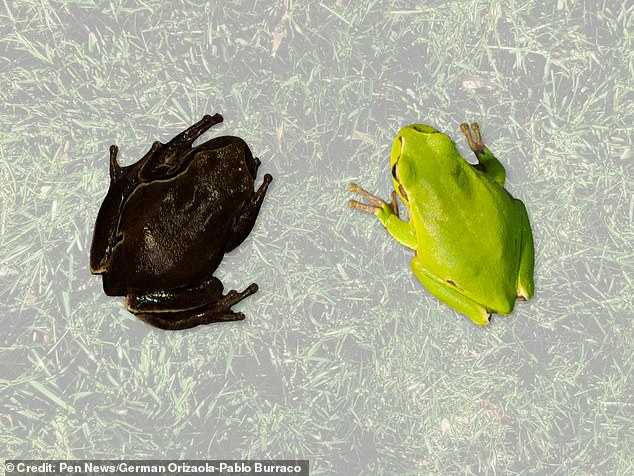 Frogs around 'The Zone' have become darker due to radiation