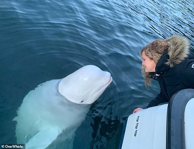 OneWhale has attempted to work with the Norwegian government to integrate Hvaldimir into a nearby capsule and has just received the necessary support to move forward.