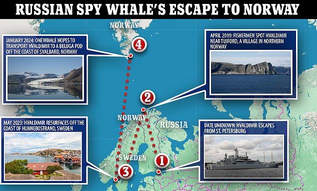 The Russian spy whale, Hvaldimir, escaped from St. Petersburg, Russia, before crossing the ocean to Norway, then Sweden and has now found a new home.