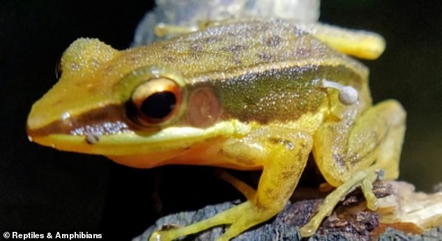 Scientists discovered a frog sprouting a fungus from its side in what is a possibly unique phenomenon.