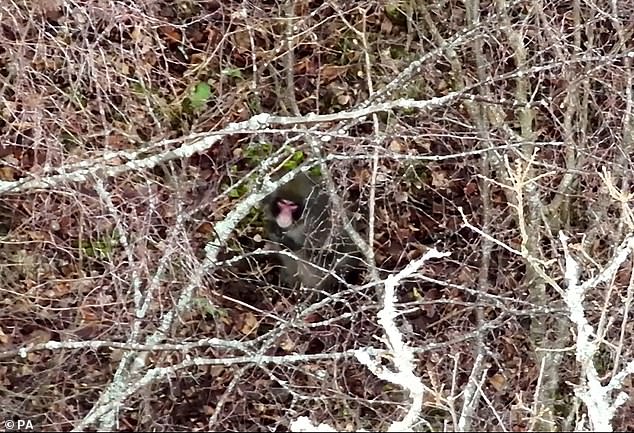 The first drone images of an escaped Japanese snow monkey have been captured, showing the animal strolling through the forest just 300 meters from the park.