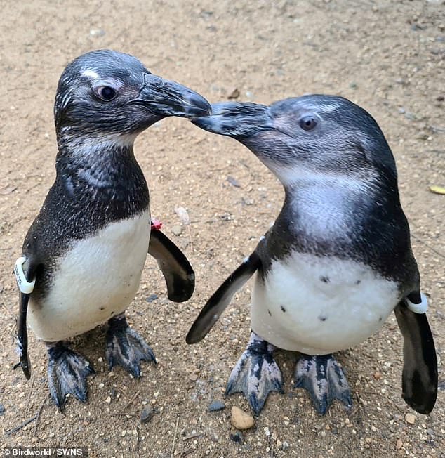Penguins are known to be among the most social birds.  But a couple at a bird park in Surrey have formed a particularly close friendship.  A partially blind penguin named Squid relies on her friend, Penguin, to guide her around her house.