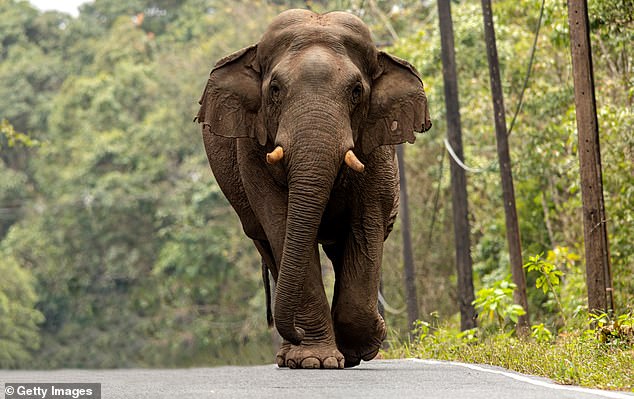 Angry elephants are terrorizing people in Thailand with a rise in fatal attacks as locals began arming themselves with 'ping pong' bombs to scare away the growing number of animals (file image of an elephant in Khao National Park Yai in Thailand)