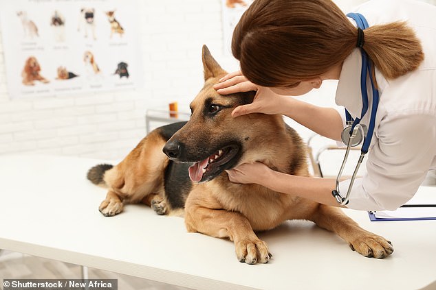 Taylor, a veterinary assistant in South Carolina, asked her colleagues what breed they least liked handling at work.  Most responded to the German Shepherd.