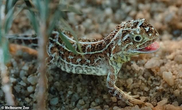 Victorias grassland earless dragon is the tiny reason behind why
