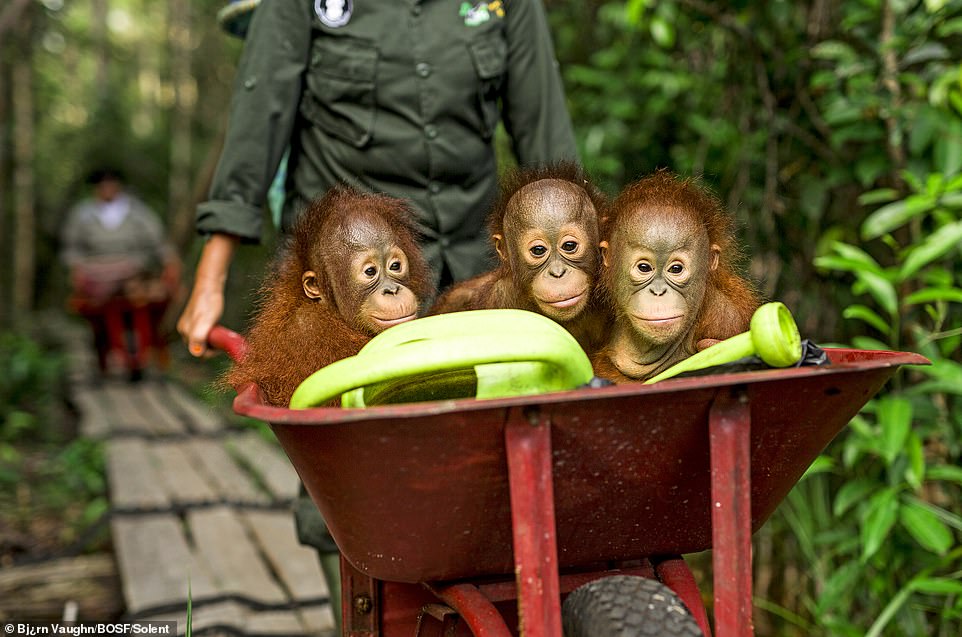 Orangutans between 3 and 7 years old are transported in a wheelbarrow by surrogate mothers, a practice used for efficiency reasons in all BOS Foundation centers