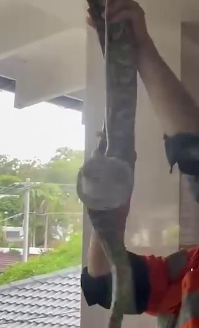 A snake catcher faced a tough test trying to remove a large carpet python (pictured) from the roof of a Brisbane home.