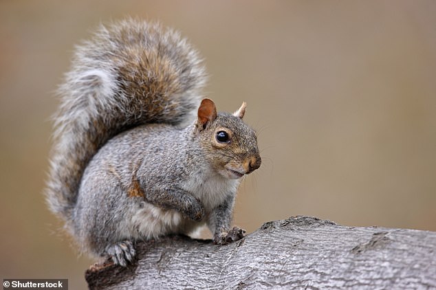 In the UK, the gray squirrel (pictured) is considered invasive because it outcompetes the native red squirrel for resources.