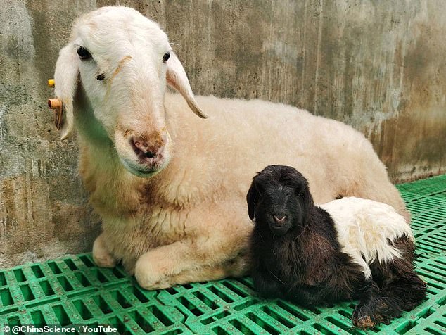 The baby sits with his surrogate mother.  The two are not genetically related.  Scientists plan to use cloning to enrich the Tibetan goat population with rams that can breed goats with higher quality wool.
