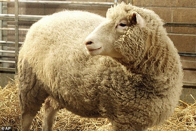 Dolly, born in 1997, was the first animal cloned by somatic cell nuclear transfer.  The DNA of an adult sheep was implanted in an egg