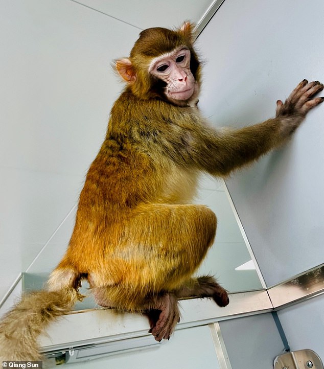 The healthy rhesus monkey (pictured) has survived for more than two years, unlike a previous attempt to clone the species.