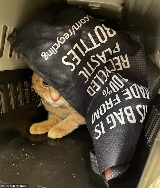 The three-year-old cat was found inside the carrier by a member of the public who contacted the RSPCA.