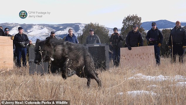 CPW has also clarified that the agency has no plans to recapture wolves that cross into Wyoming.