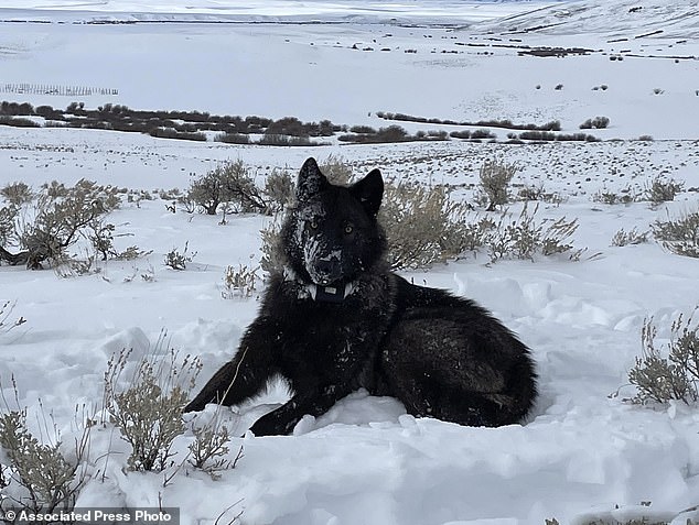 The possibility of Wyoming ranchers killing the two wolves in Moffat County has not fazed any CPW officials.
