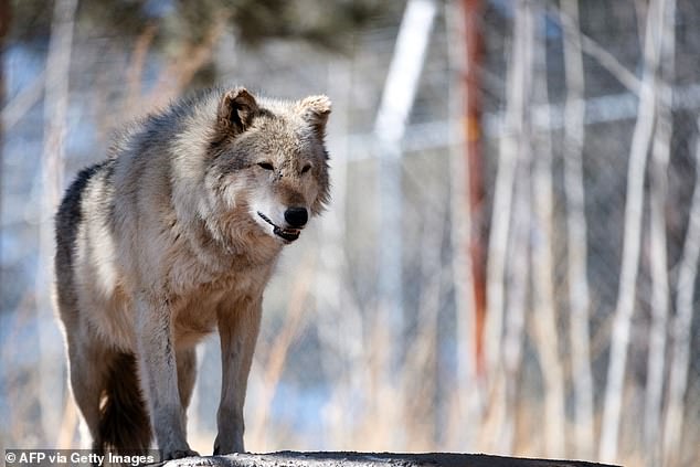 In September, the Colorado Sun reported that at least one wolf died after crossing into Wyoming.