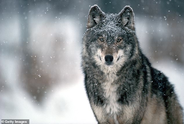 Reintroduction has proven to be a contentious point. Gray wolves were nearly hunted to extinction in the 20th century