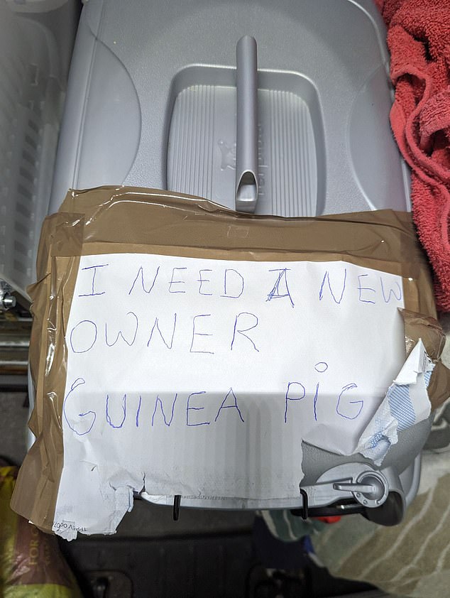 1709447531 708 Guinea pig found abandoned in London tube station with heartbreaking