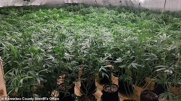 Maine police confiscated 970 marijuana plants at a Chinese farm in China City in January.