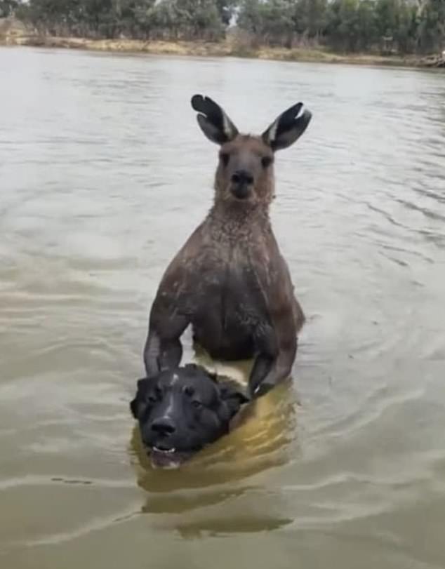 A Tik Tok video posted a couple of months before Logan was killed showed a man saving his dog from a kangaroo that was choking him.