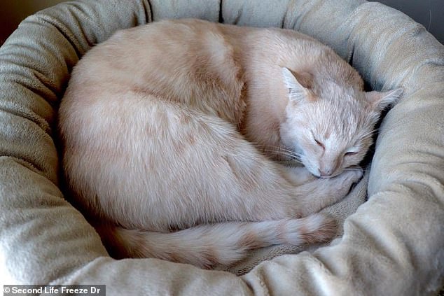 Most people ask for a calm, sleeping posture for their pets, like this cat.