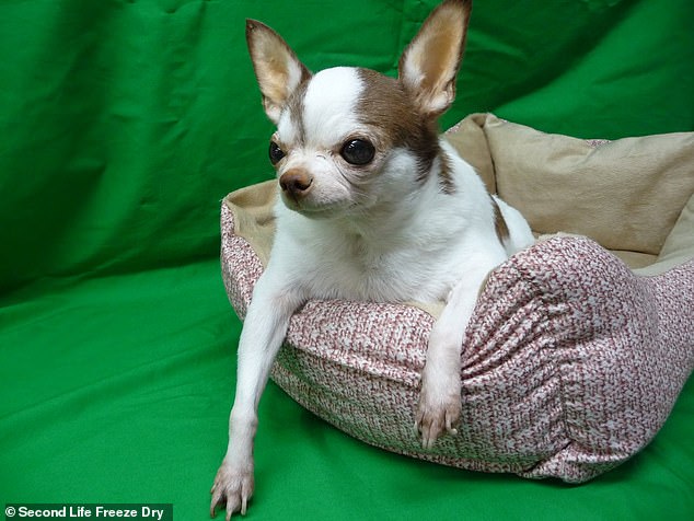 The chihuahua is placed in his dog bed according to the client's request.