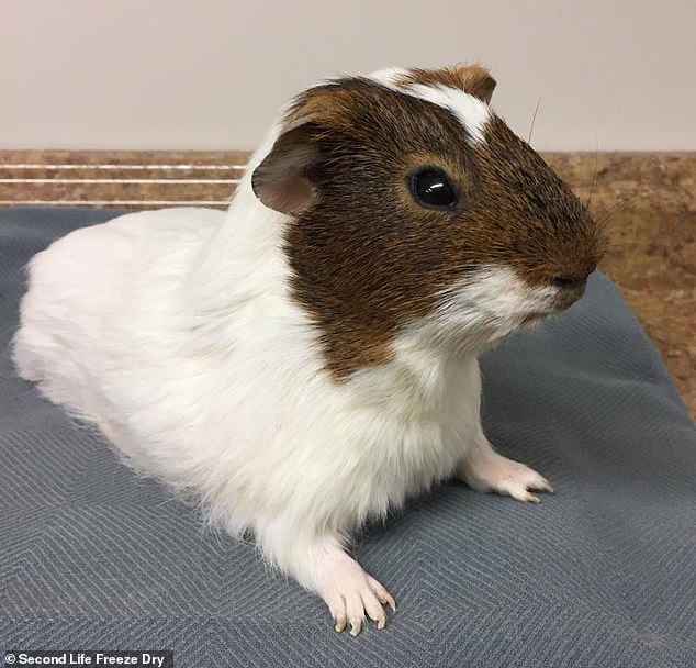A guinea pig is one of the small critters that Rupert has kept for its owners.