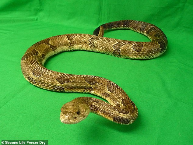Animals of all shapes and sizes can be freeze-dried, including this snake