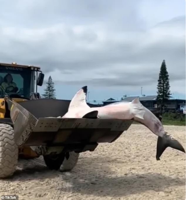 It was euthanized by veterinarians on site before being removed by a skid steer (pictured) to be transported and examined by the NSW Department of Primary Industries.