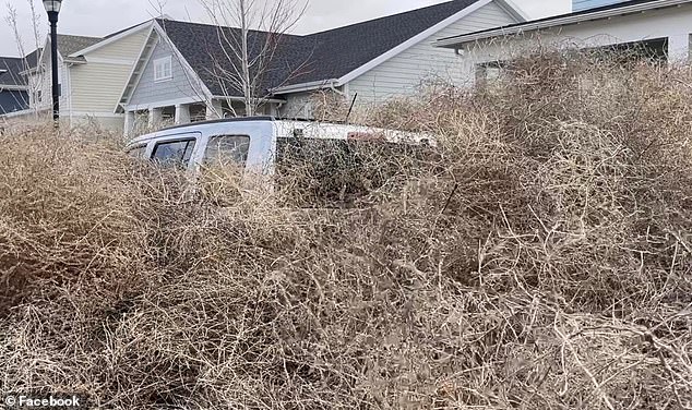 One car was nearly consumed by tumbleweeds, leaving only the top of the vehicle visible. The plants have been known to accumulate on top of fences, houses, vehicles and can even get tangled in power lines and reach other plants.