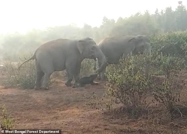 1709547674 326 Well never forget you Harrowing photos reveal how elephants mourn