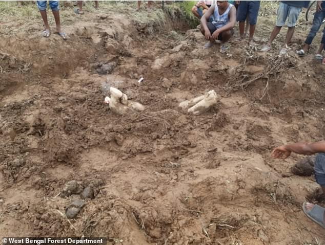 In terms of location, in all five burials, the deceased calf was found to be buried in the ground with its legs up.