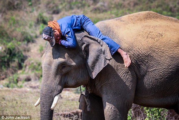 A new study has discovered that elephants, like humans, have different personalities. They can be aggressive, attentive and outgoing. The photo shows an elephant with its mahout or rider, with whom the animal works every day in the Myanmar timber industry.