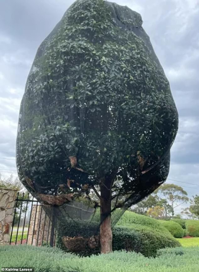 The 'bizarre' solution of covering 23 trees with plastic wrap to keep out birds was not only unsightly but also dangerous for trapped native birds.