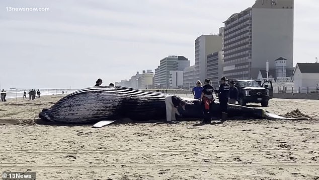 Crews have since pulled the whale from the water and are expected to perform a necropsy on Monday, in which it will be divided from mouth to tail and samples taken for analysis.