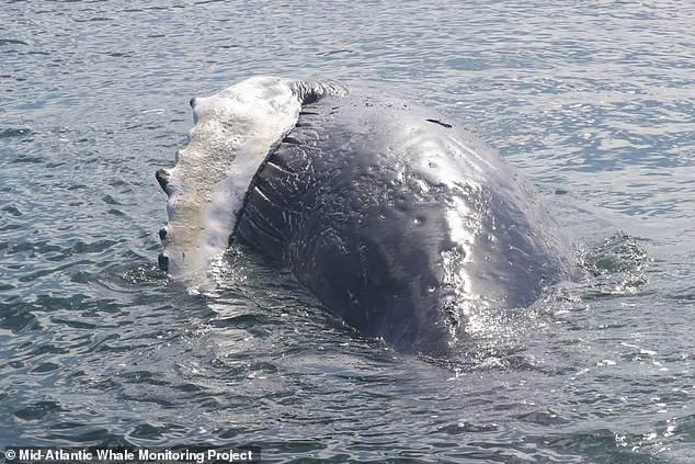 The Mid-Atlantic Whale Monitoring Project shared news of the dead whale on Facebook, noting that the group had previously seen the live animal on February 15 and 18.