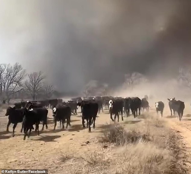 Horrifying clips show cattle fleeing in their herds to escape the smoke and flames.