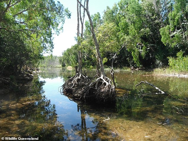 The woman was swimming in Rollingstone Creek (pictured) near Townsville.