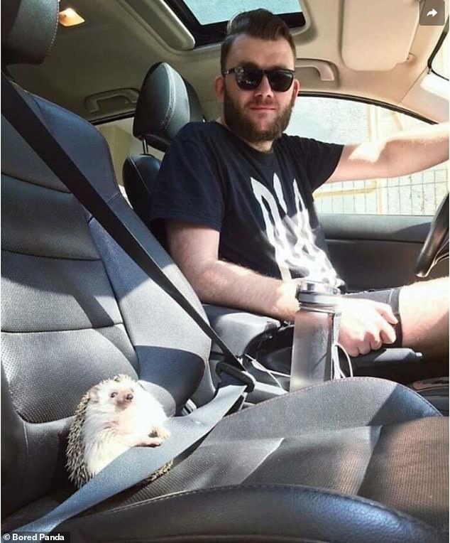 Seat belt! Despite his owner's best efforts, Mr. Hedgehog doesn't seem to be very safe.