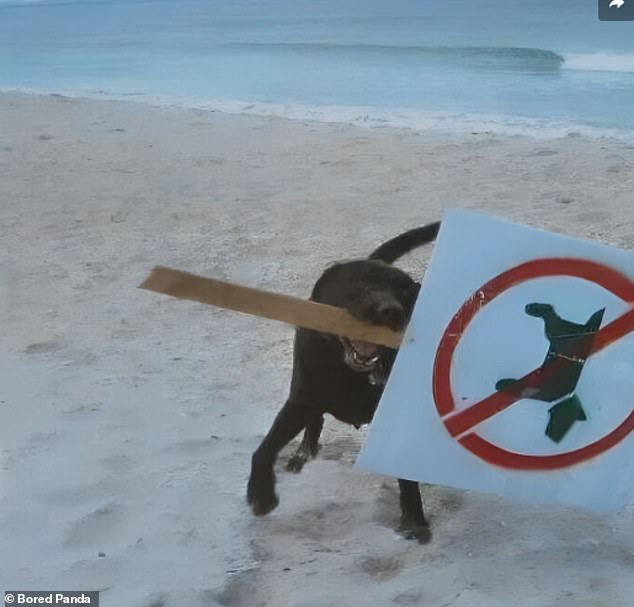 I won't tolerate that! This dog is not afraid to defend his position and claim the beach