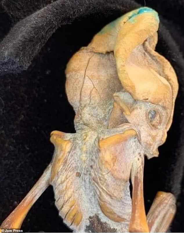 These remains appear to have extraterrestrial characteristics, but experts suggest they are consistent with the appearance of mummified human fetuses.